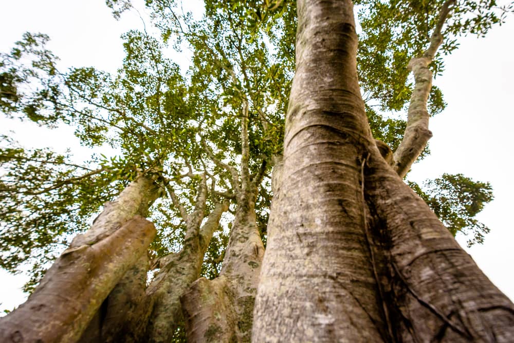 Chiselhurst beautiful towering fig tree from below