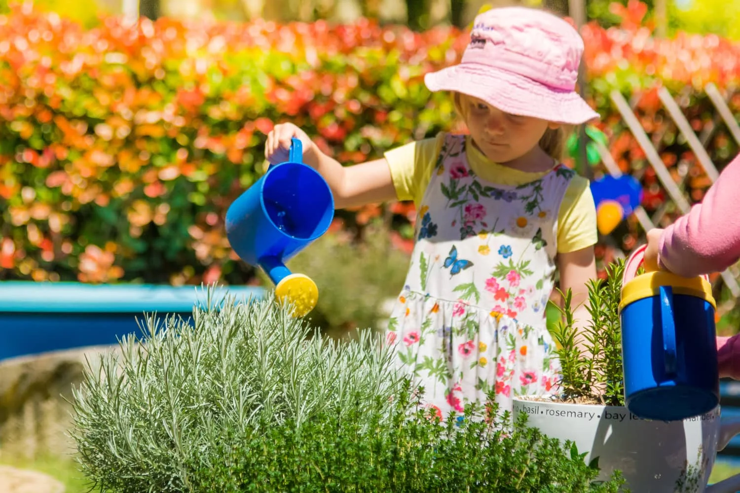 Girl watering the Chiselhurst herb garden with blue watering can.jpg