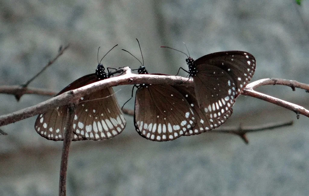 butterflies_2017_11.jpg