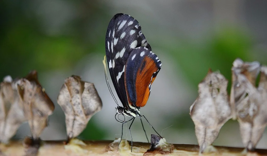 butterflies_2017_06.jpg