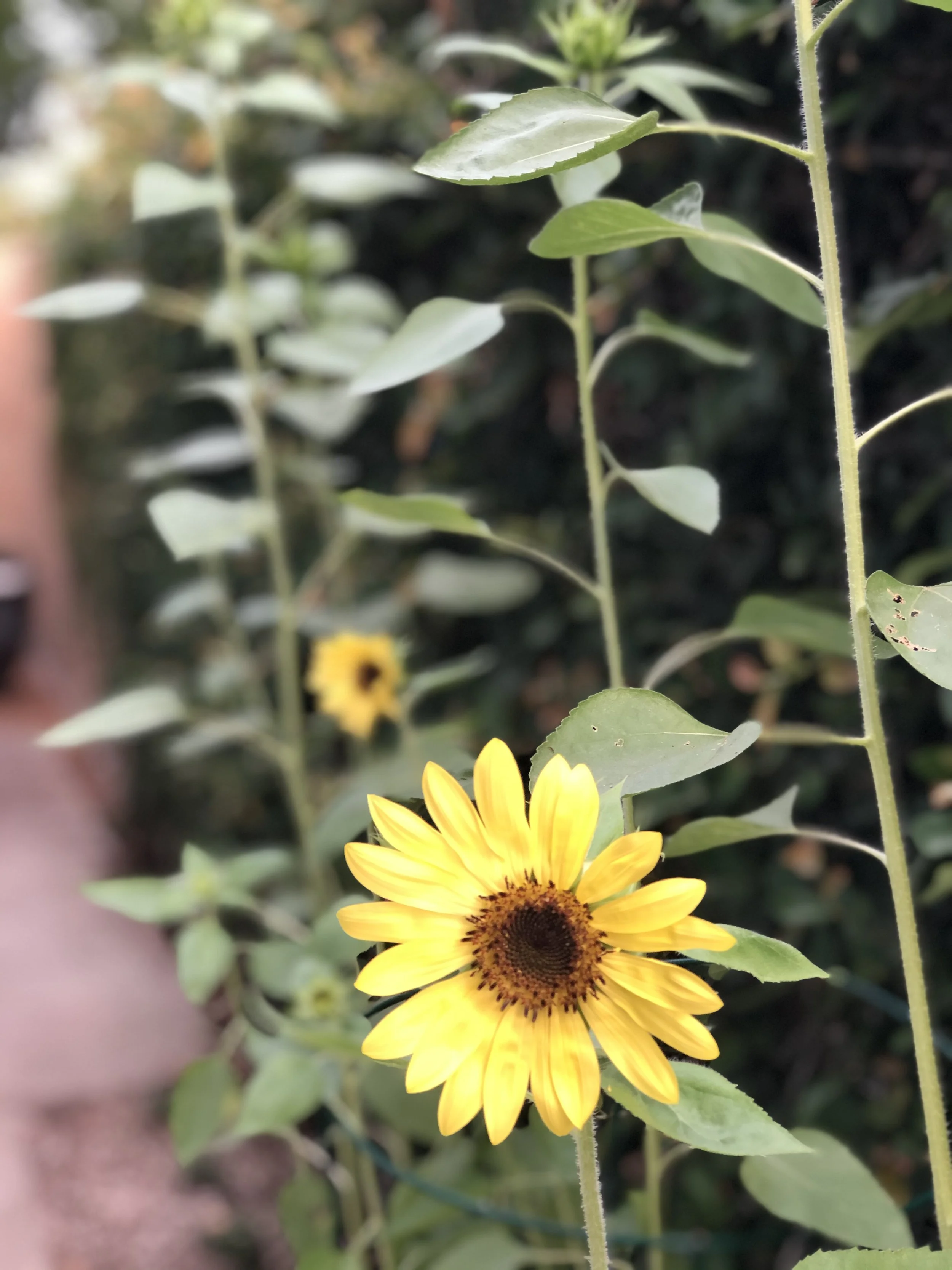 The Greening Power of God