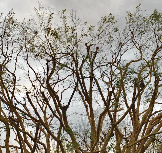Winter Trees