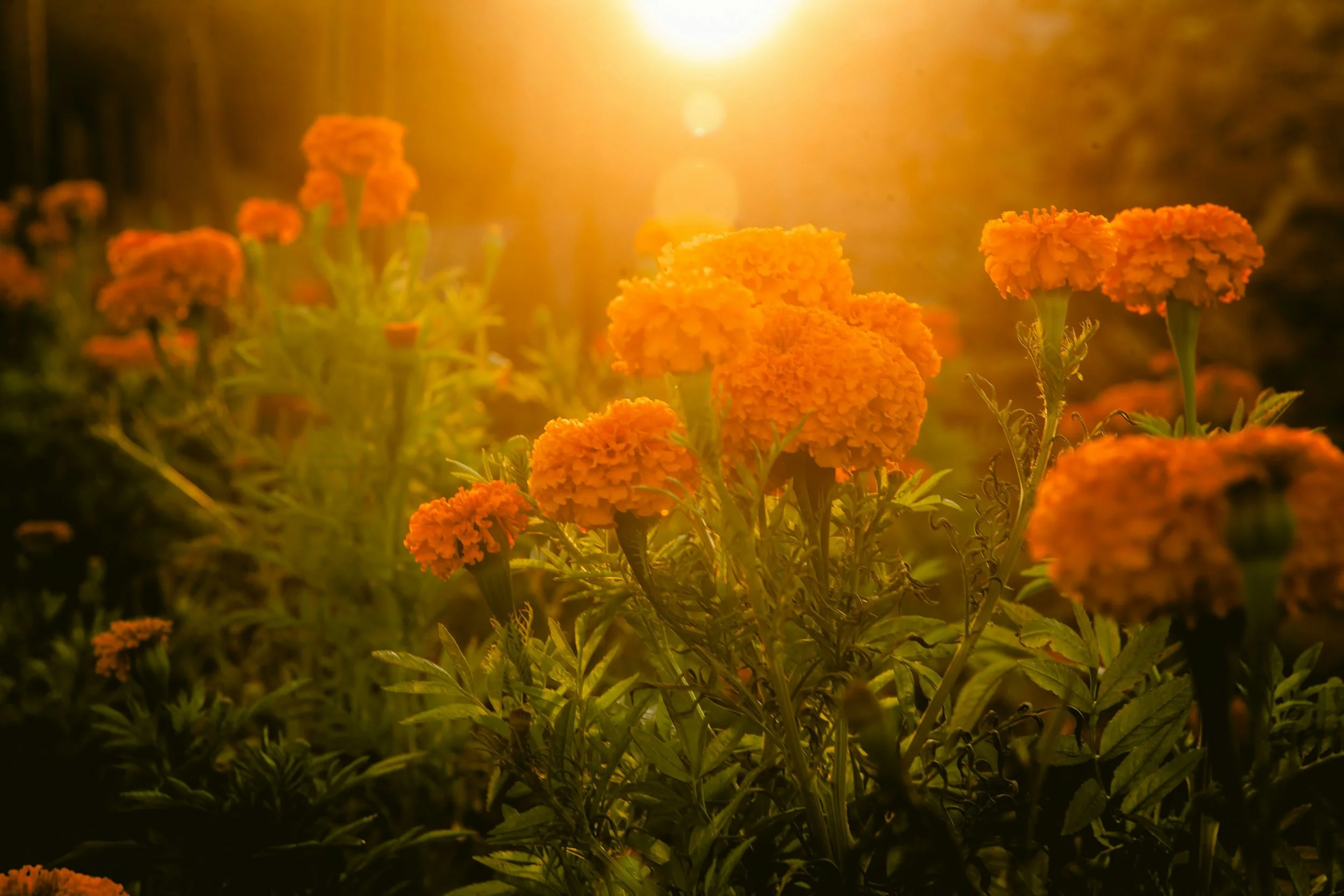 Life Is Alive: Receive. Savor. Offer. Release.