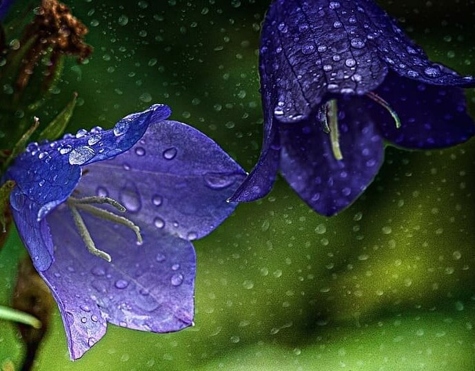 Figure 5: Hare Bells after the Rain