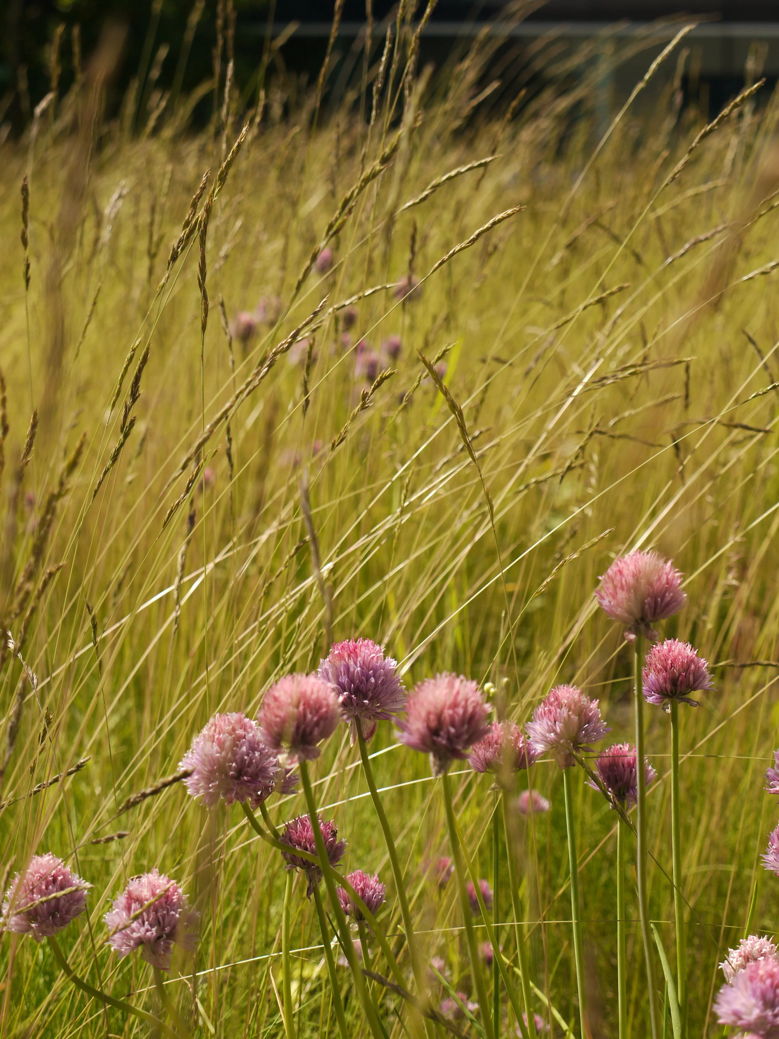 Alberta Ecoroof Initiative