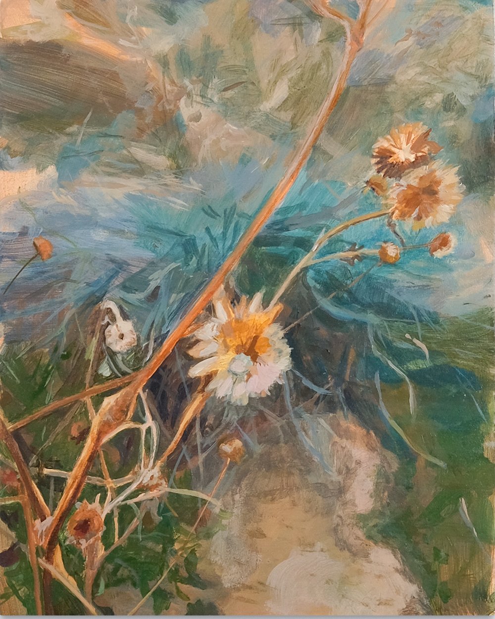 helianthus annus common sunflower-8x10-drop-shadow.jpg