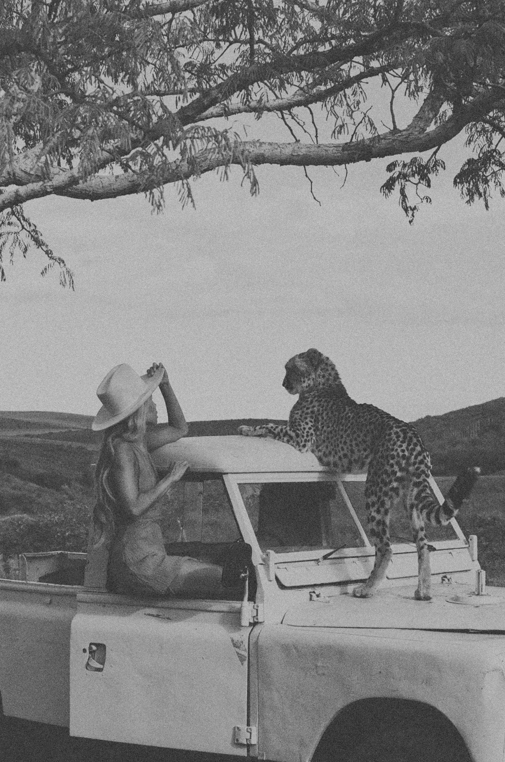 95-20230220-Cheetah-Film.jpg