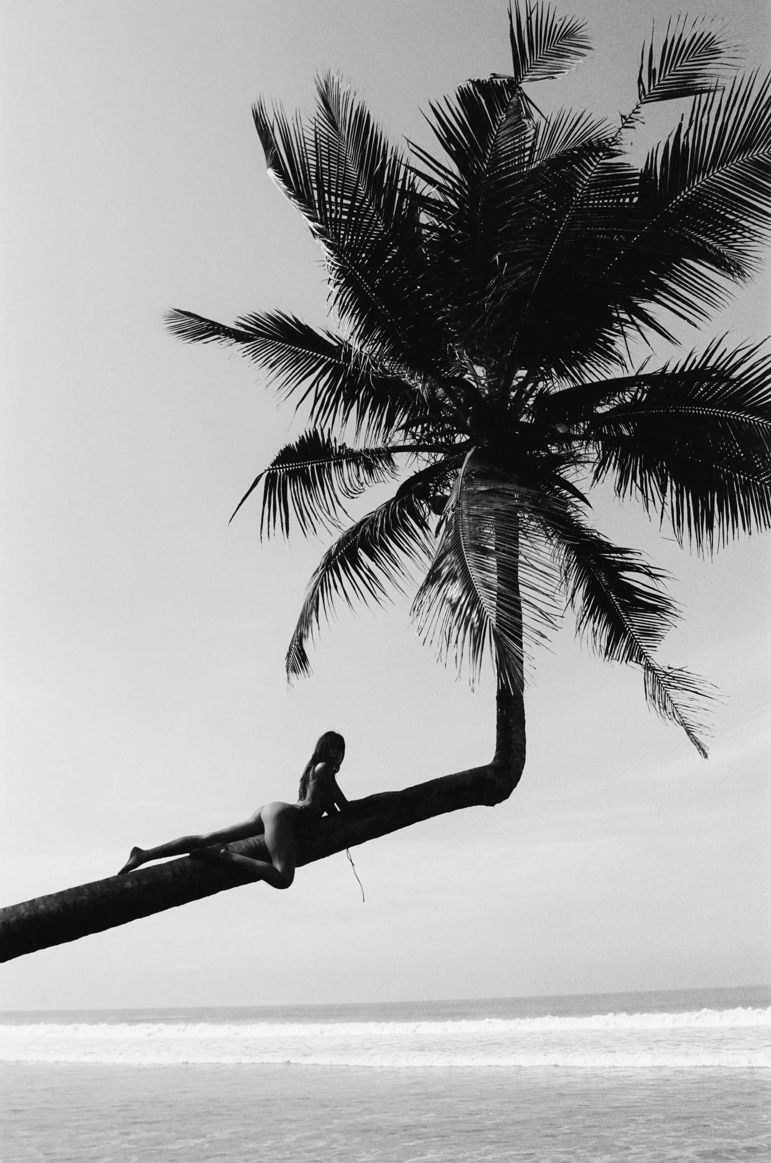 1-20251104-Palm.jpg