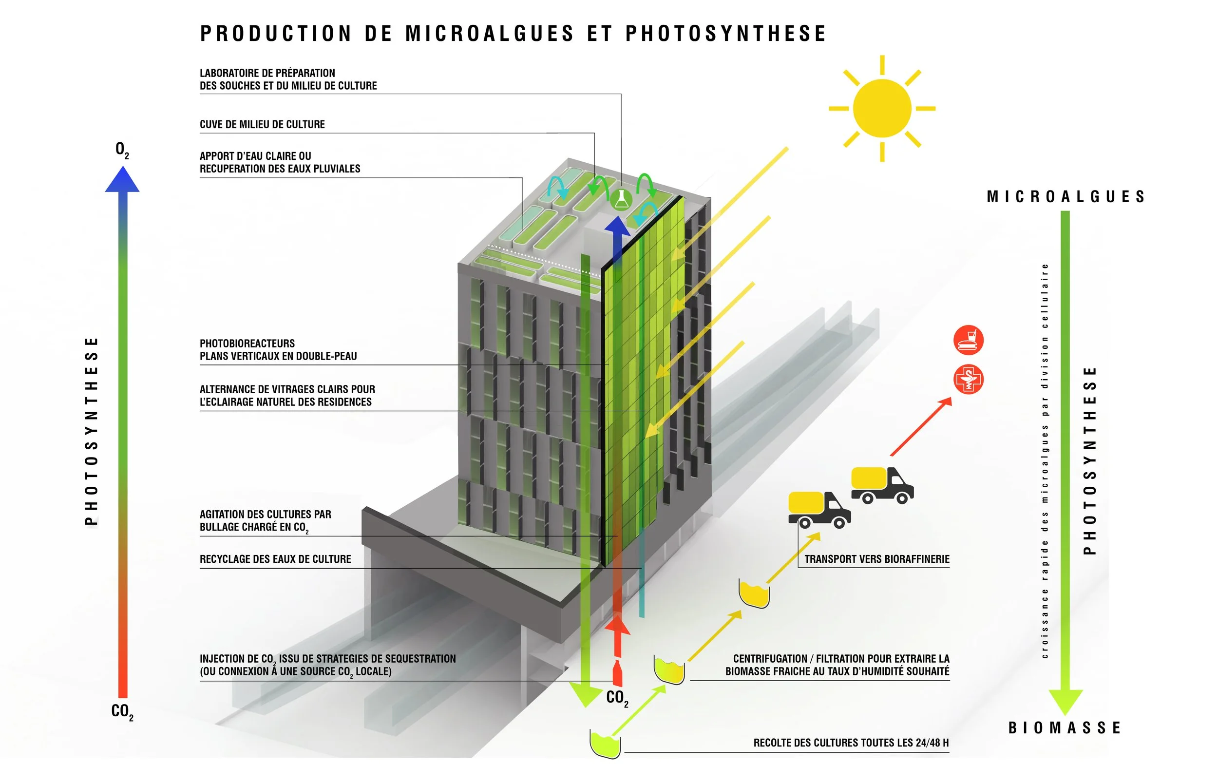 ALGUESENS_SCHEMA_MICROALGUES©XTU V2.jpg