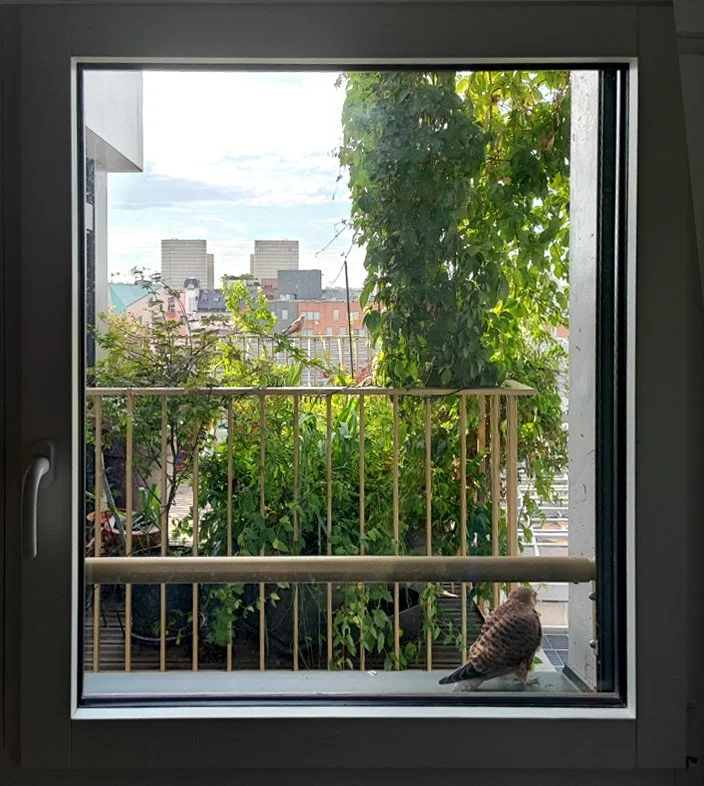 DES FAUCONS SUR LES TERRASSES DE TREEHOUSE