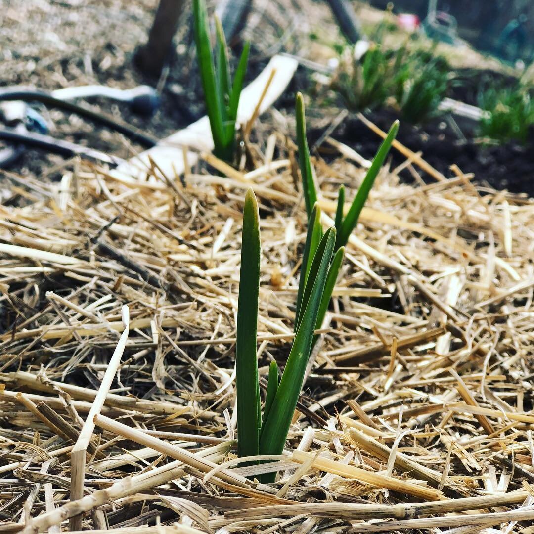 Spring is here, the garlic has sprung! #bpcgarden2018