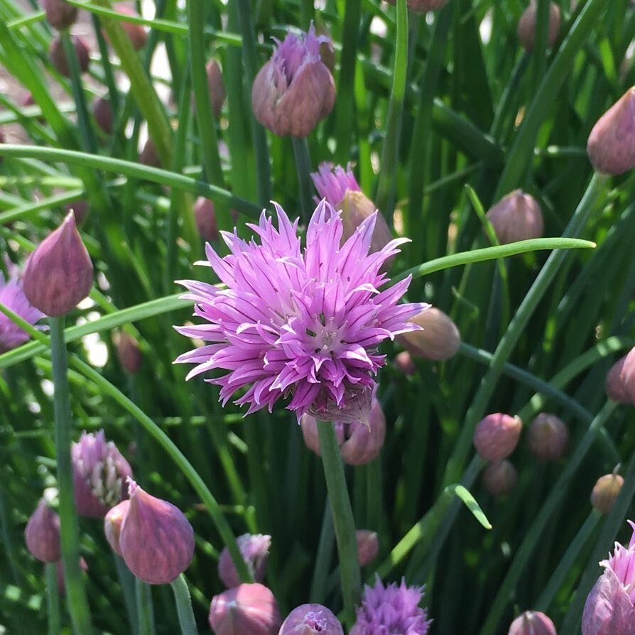 Chive blossoms are out and ready to be added to your favorite salad or sauce. #bpcgarden2017