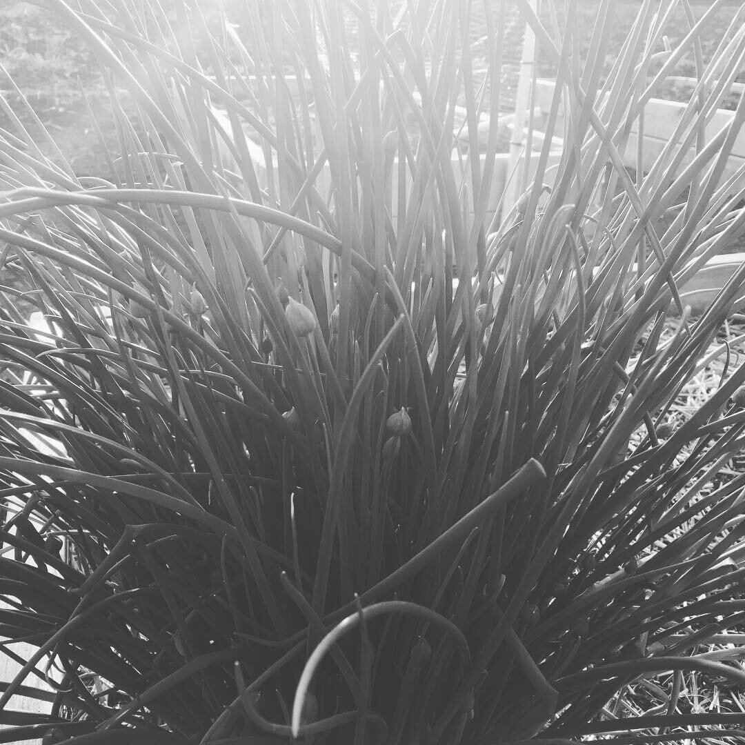 Chive blossoms are just about to open. #Bpcgarden2017