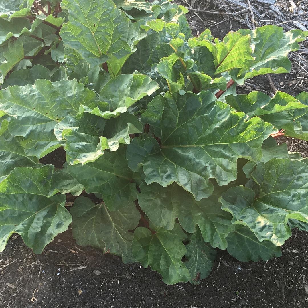 Rhubarb is coming on strong in many plots this spring.