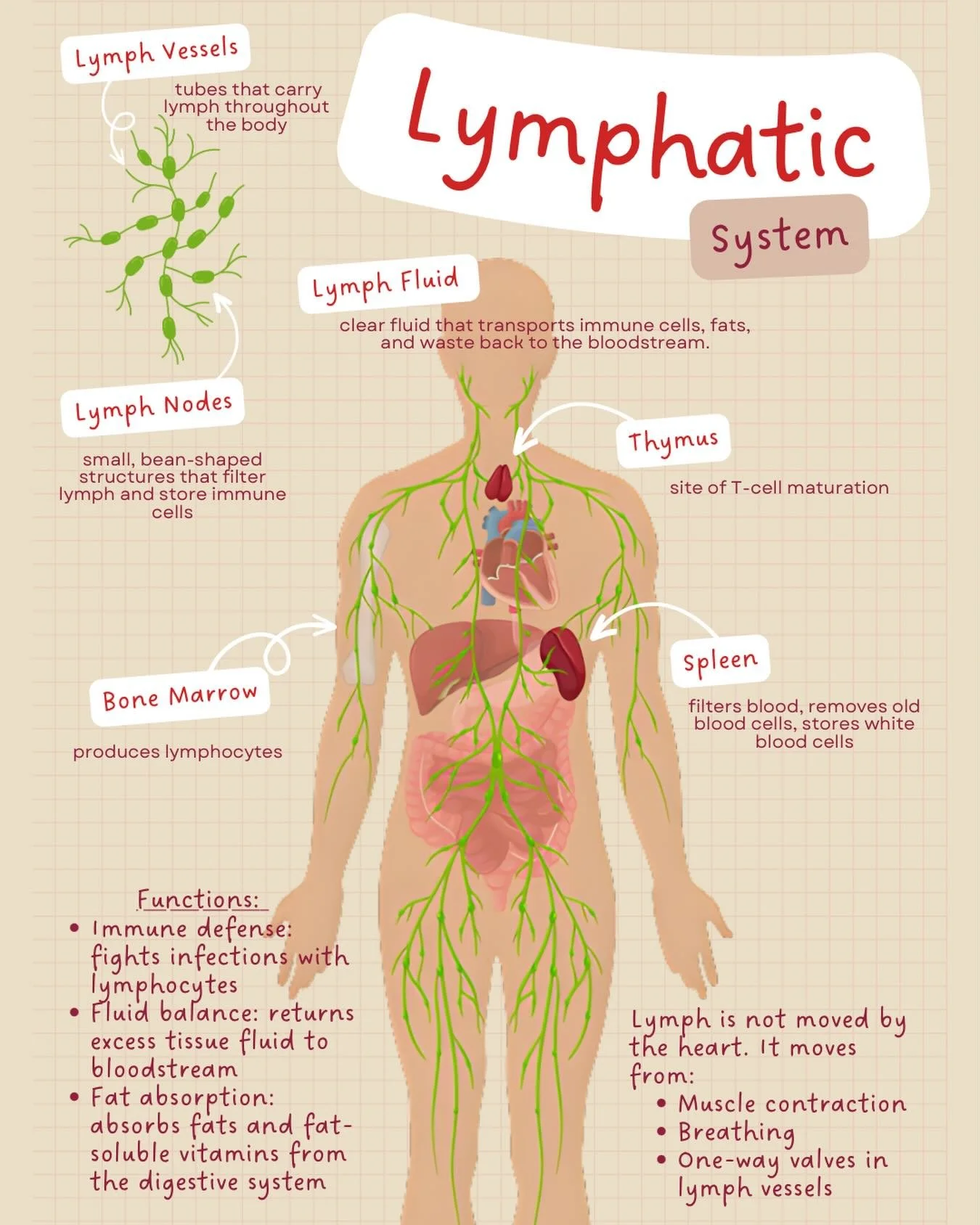 Your body&rsquo;s quiet clean-up crew 🧹💚
The lymphatic system helps fight infections, balance fluids, and transport immune cells&mdash;keeping everything flowing smoothly (without a pump!) 💪✨

From lymph nodes to the spleen, it&rsquo;s all about d