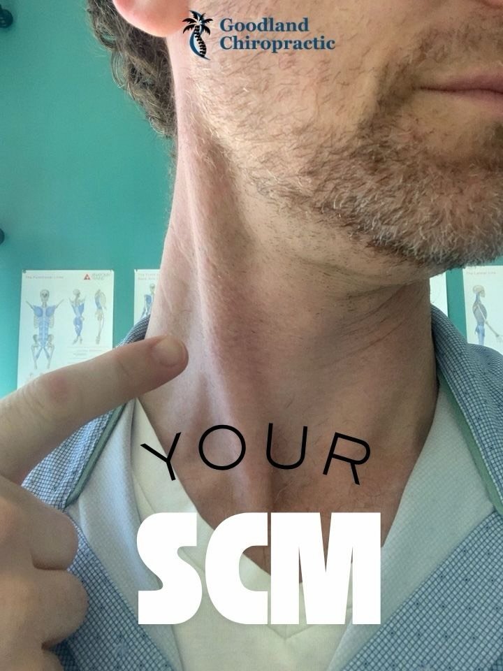 Your skull does more than protect your brain&mdash;it also gives important muscles a place to attach! 💀

The sternocleidomastoid is a workhorse of the neck, connecting your sternum, clavicle, and mastoid process (the bony area behind your ear).

Wan