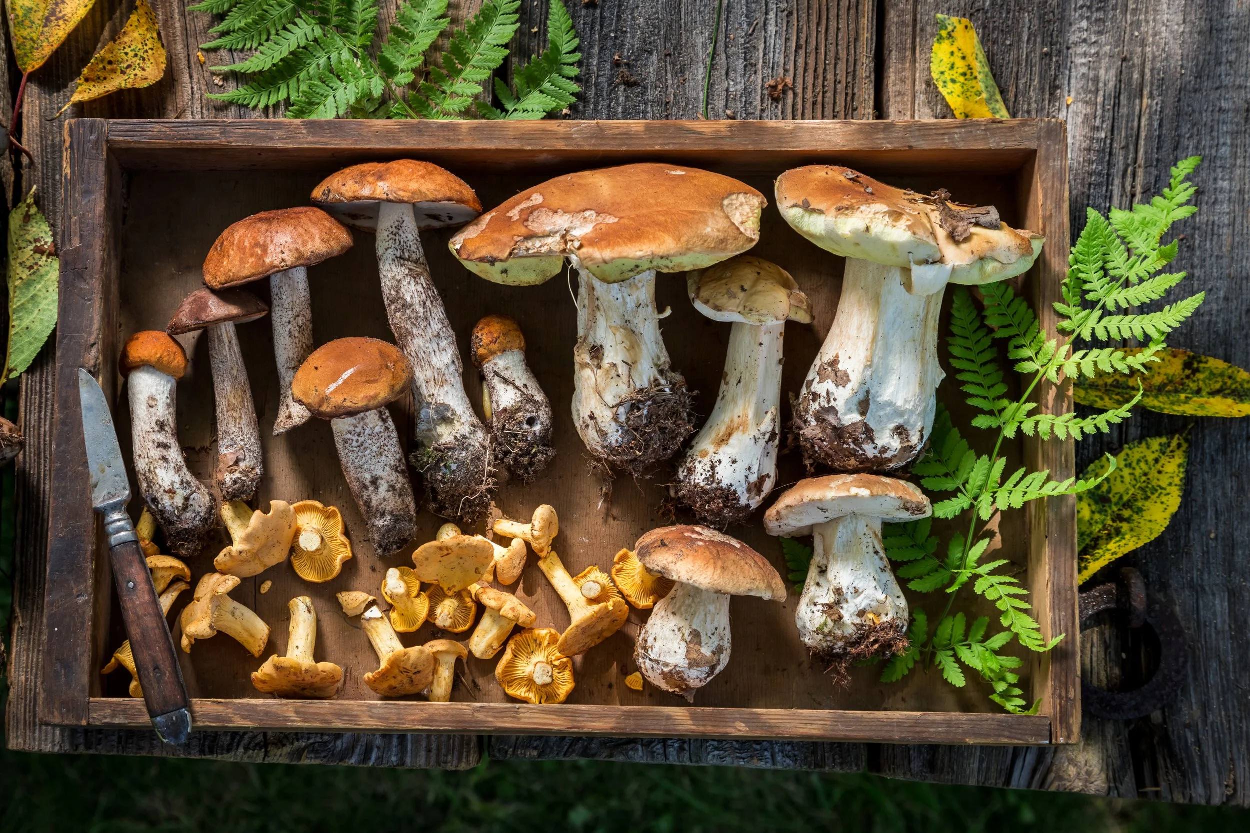 healthy-mushrooms-straight-from-forest-wild-and-f-2022-03-31-18-29-04-utc.jpg