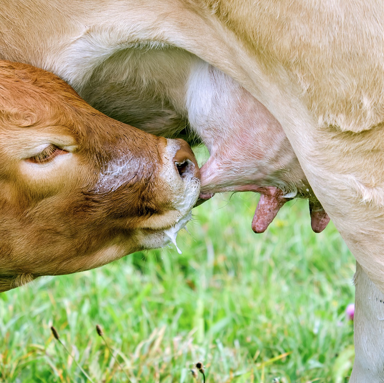 cow-2802838_1280.jpg