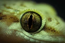 4.9: Reptilian Archon Overlords