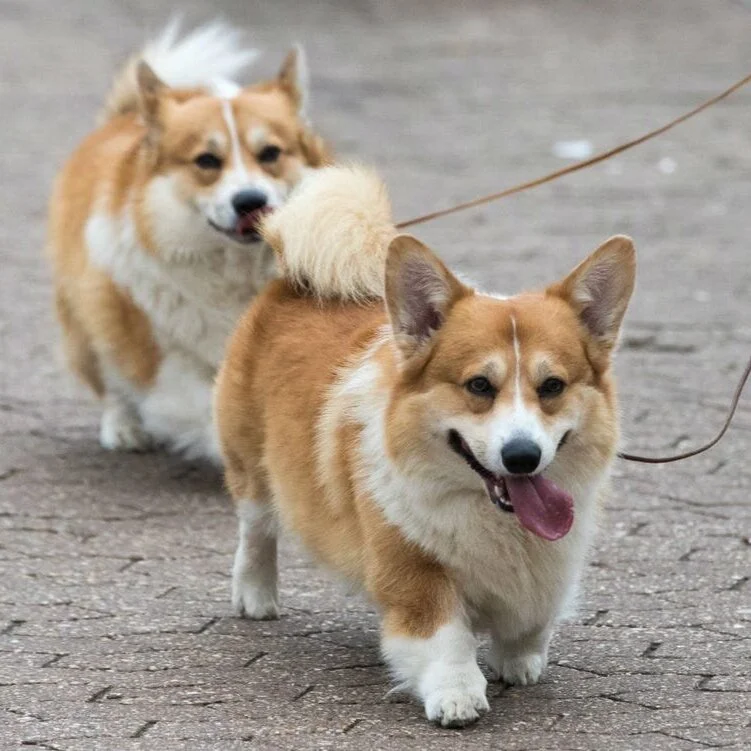 8.9: A Digital Doomsday Cult