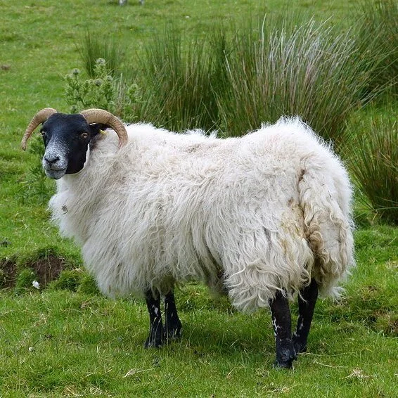 13.8: The Satanic Panic Returns