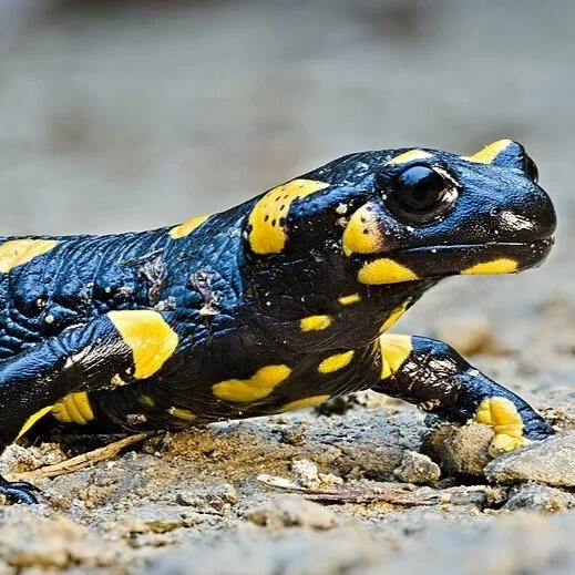 14.8: Reptilian Redux