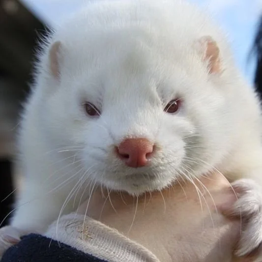 16.2: Omicron and on (Pandemic Special)