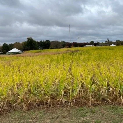 19.2: Haunting a Harvest Horror (A Mystery Magic Theatre Special)