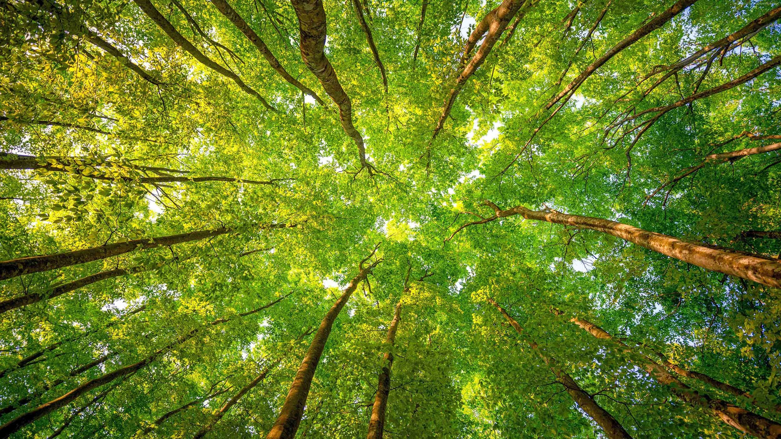 Blaze-Bernstein-Trees.jpg