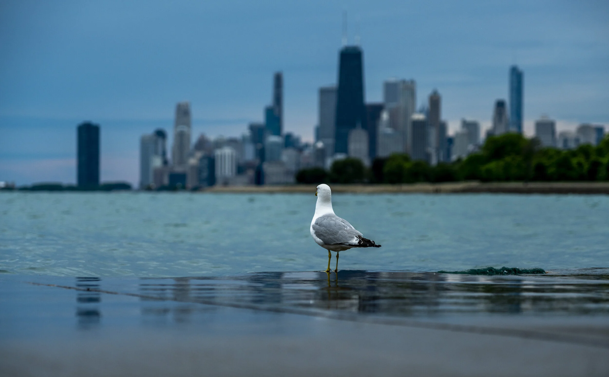 Gull-1-2.jpg