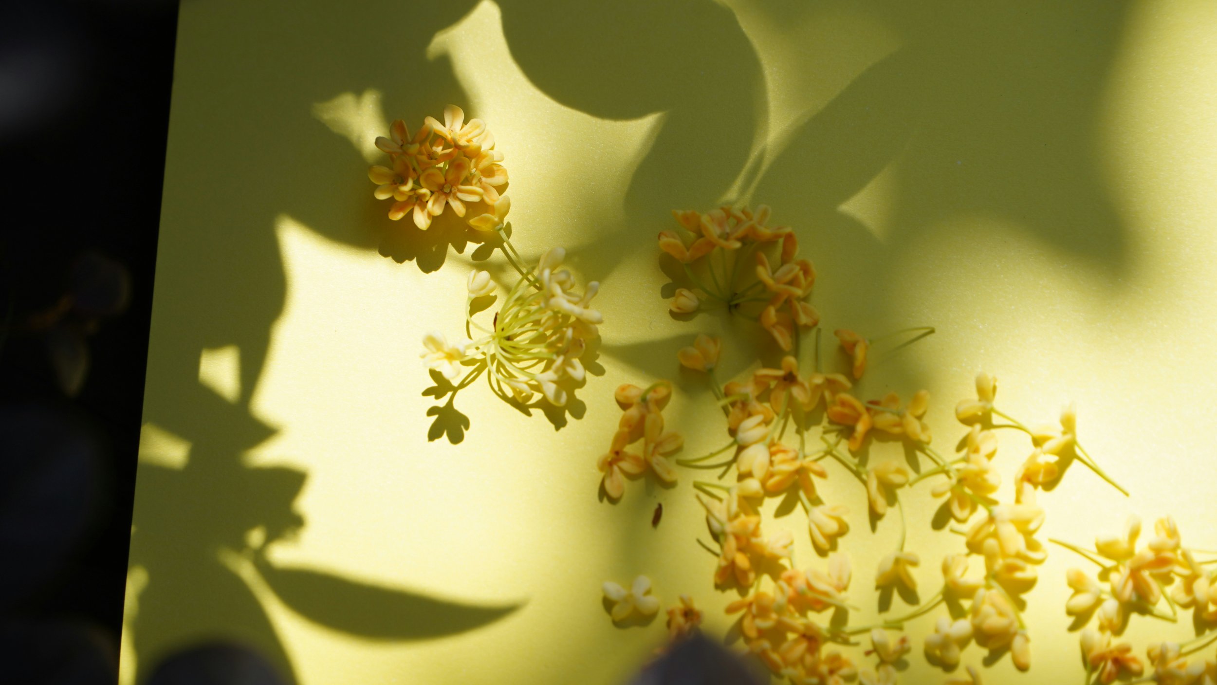 osmanthus benefits