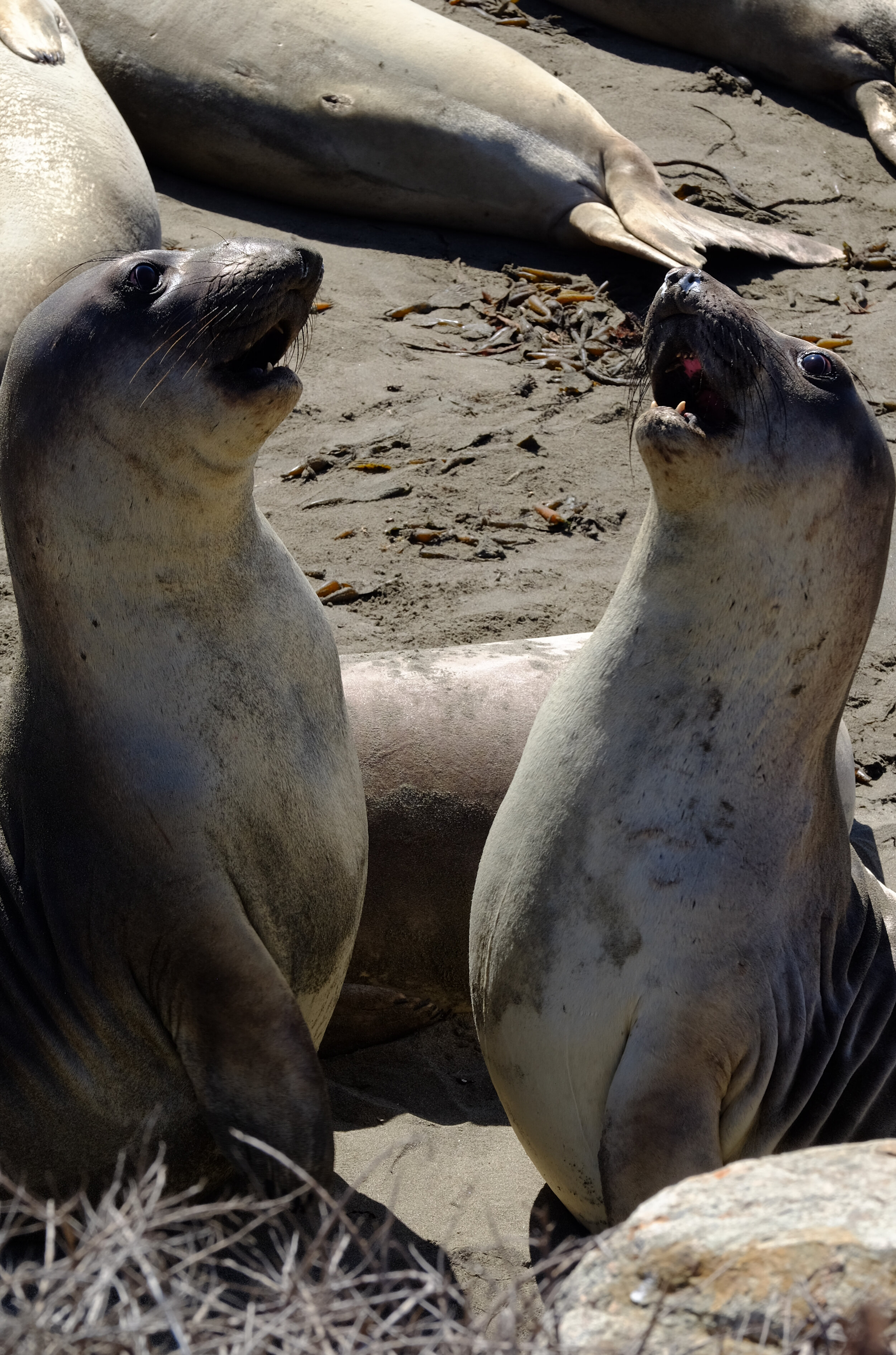 DSCF4853.jpg