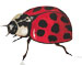 Crawling-Ladybug-75px.jpg