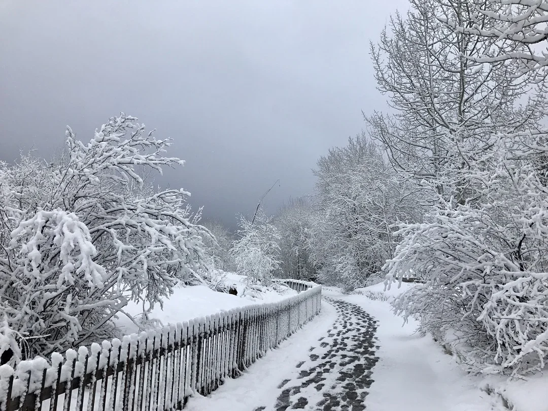 Morning Snow #1 Ute Park Aspen.JPG