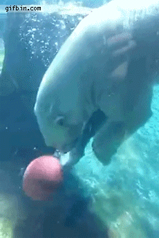polarbear.gif