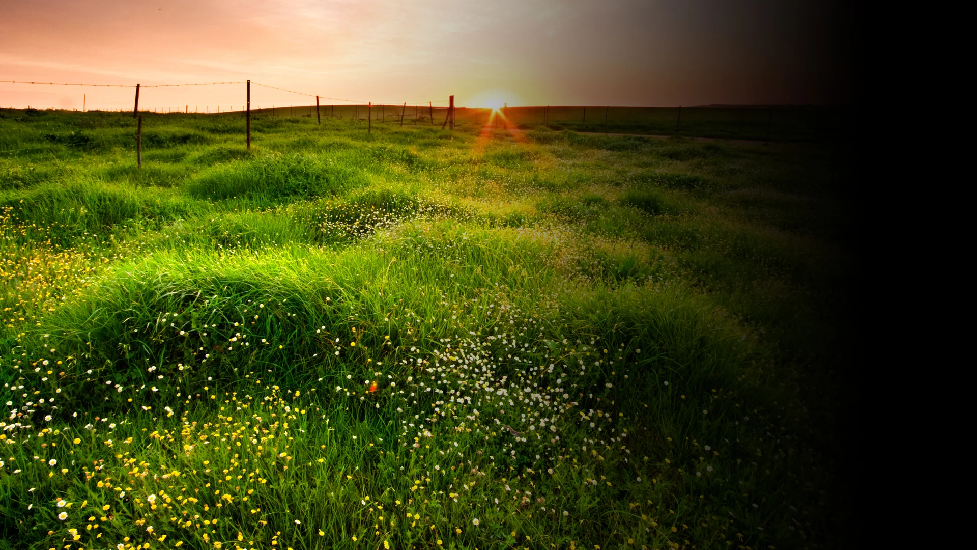 sunsetfield_BG.jpg