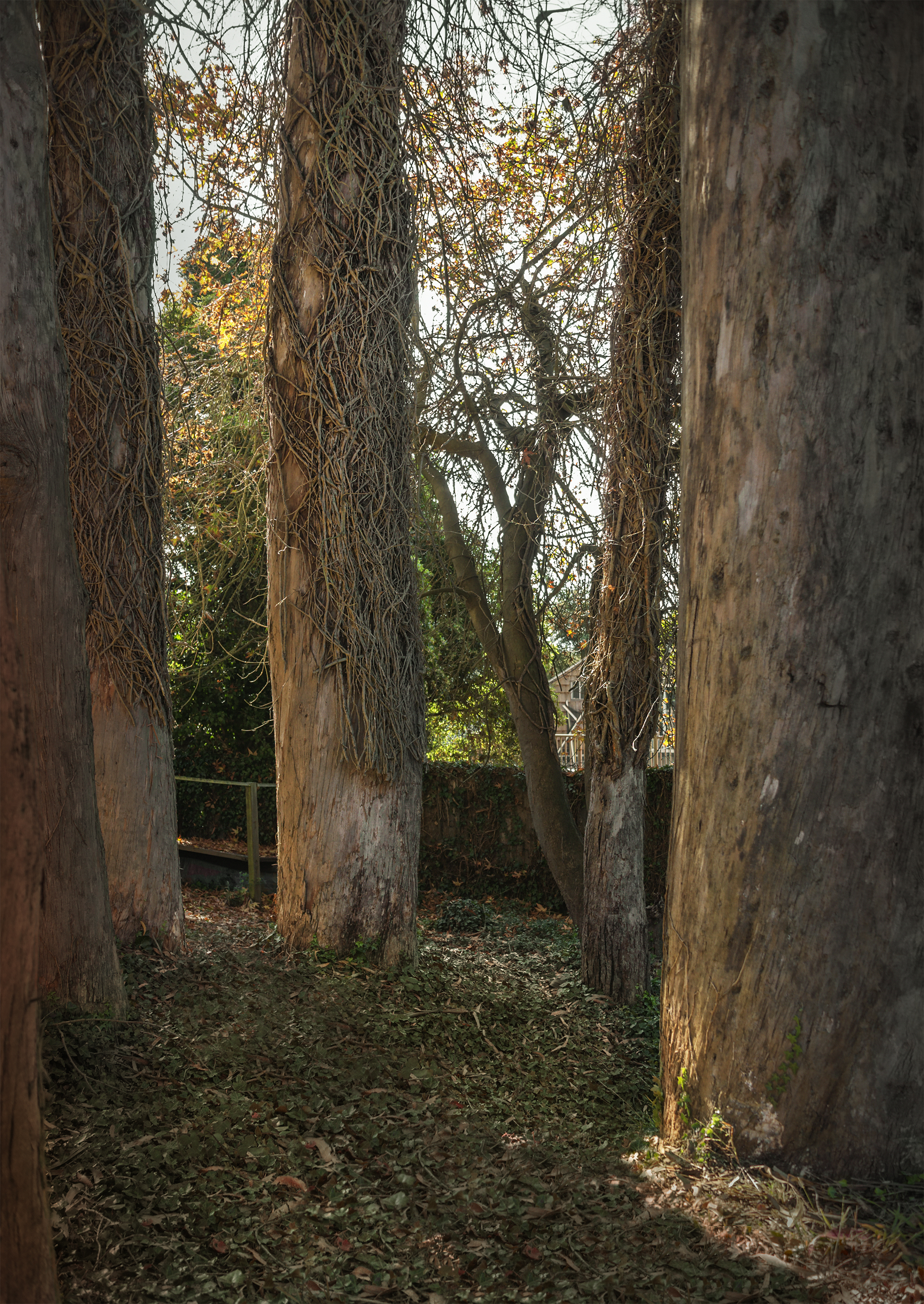 Eucalyptus Trees