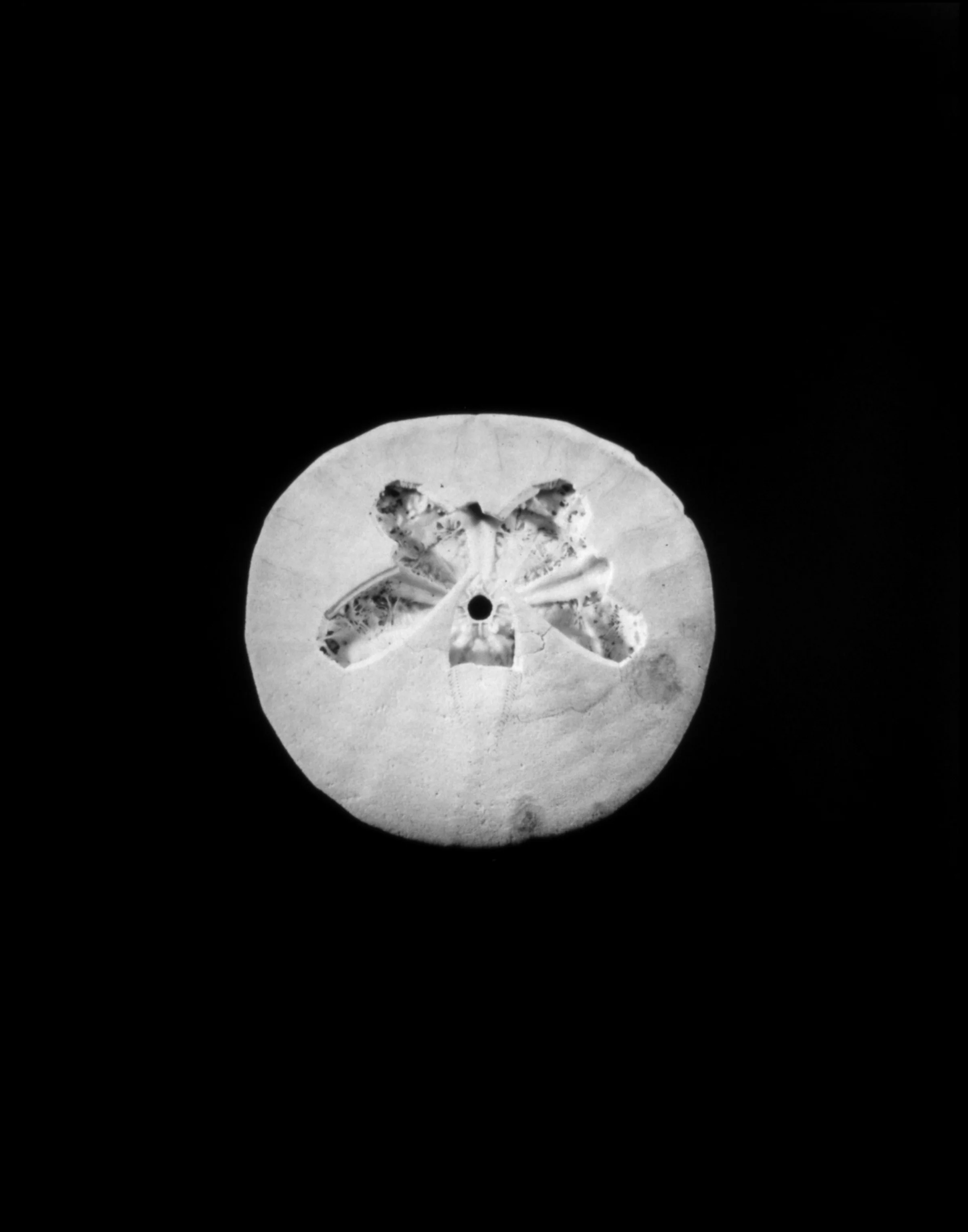 Sand Dollar