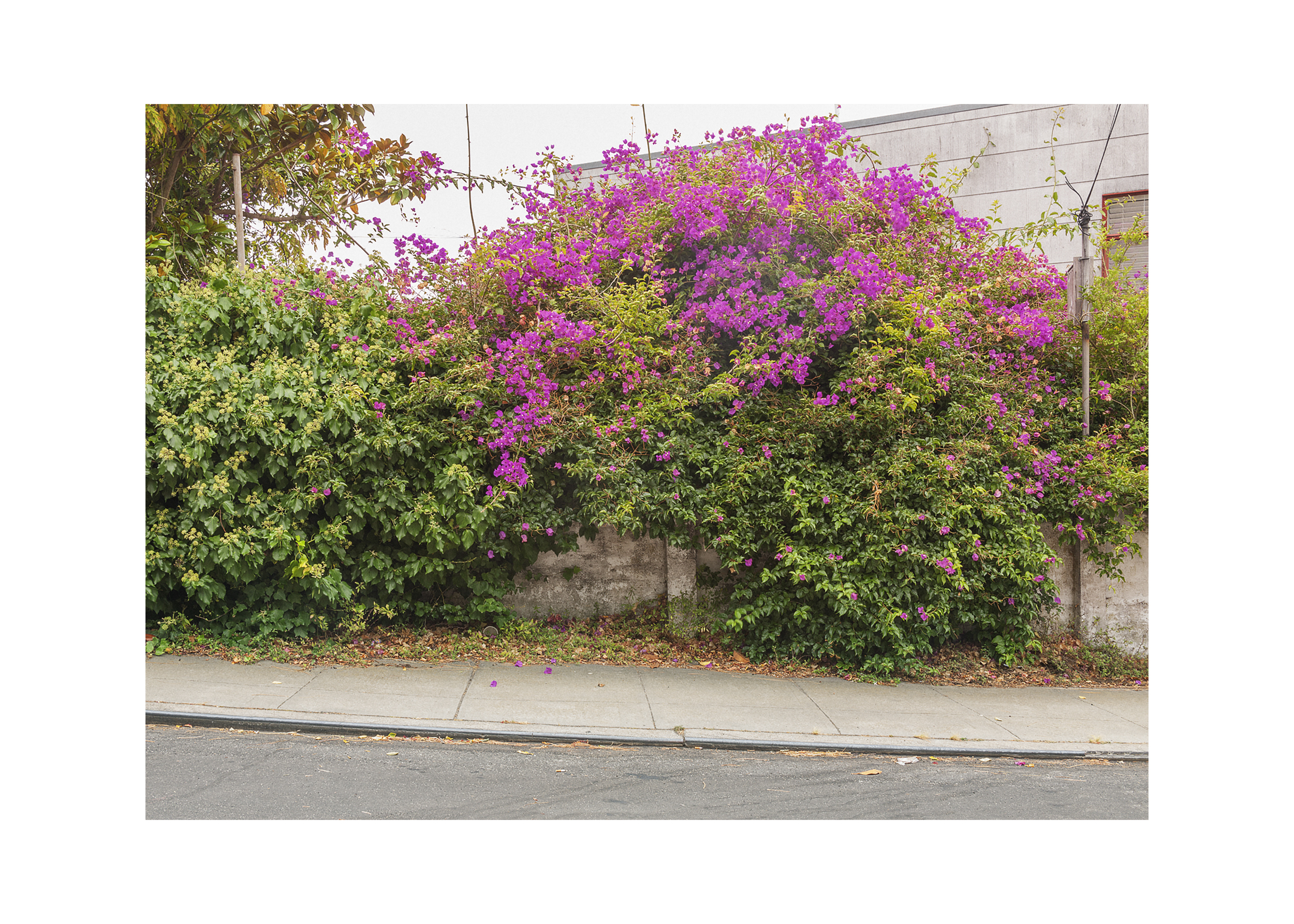 Bougainvillea 