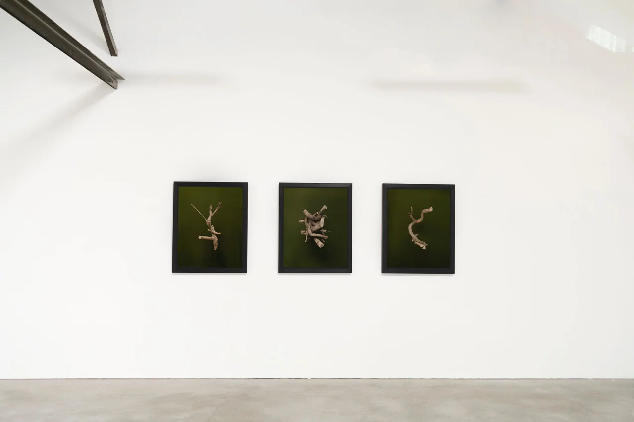 Natural Light, Anglim Gilbert Gallery