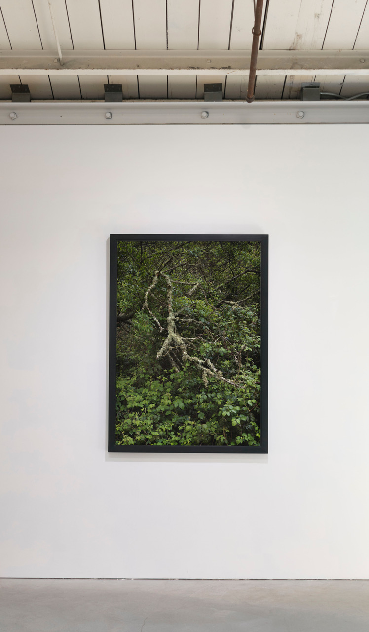 Natural Light, Anglim Gilbert Gallery