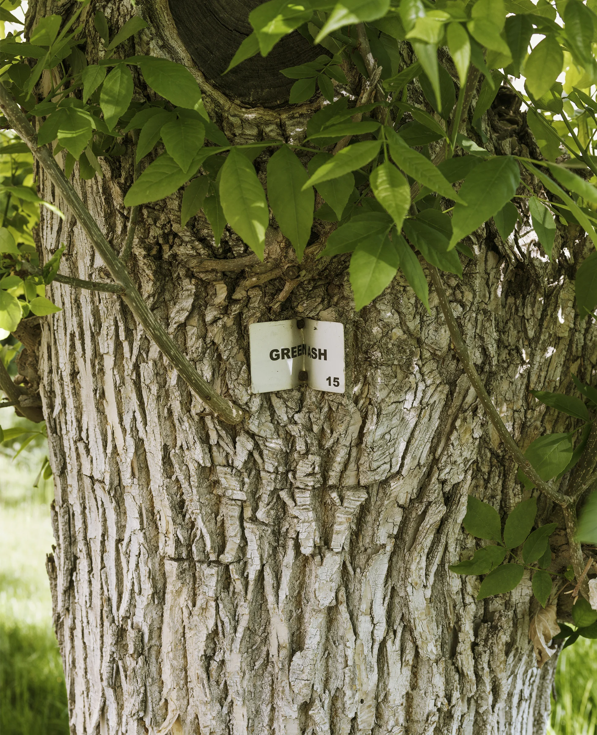Green Ash #15