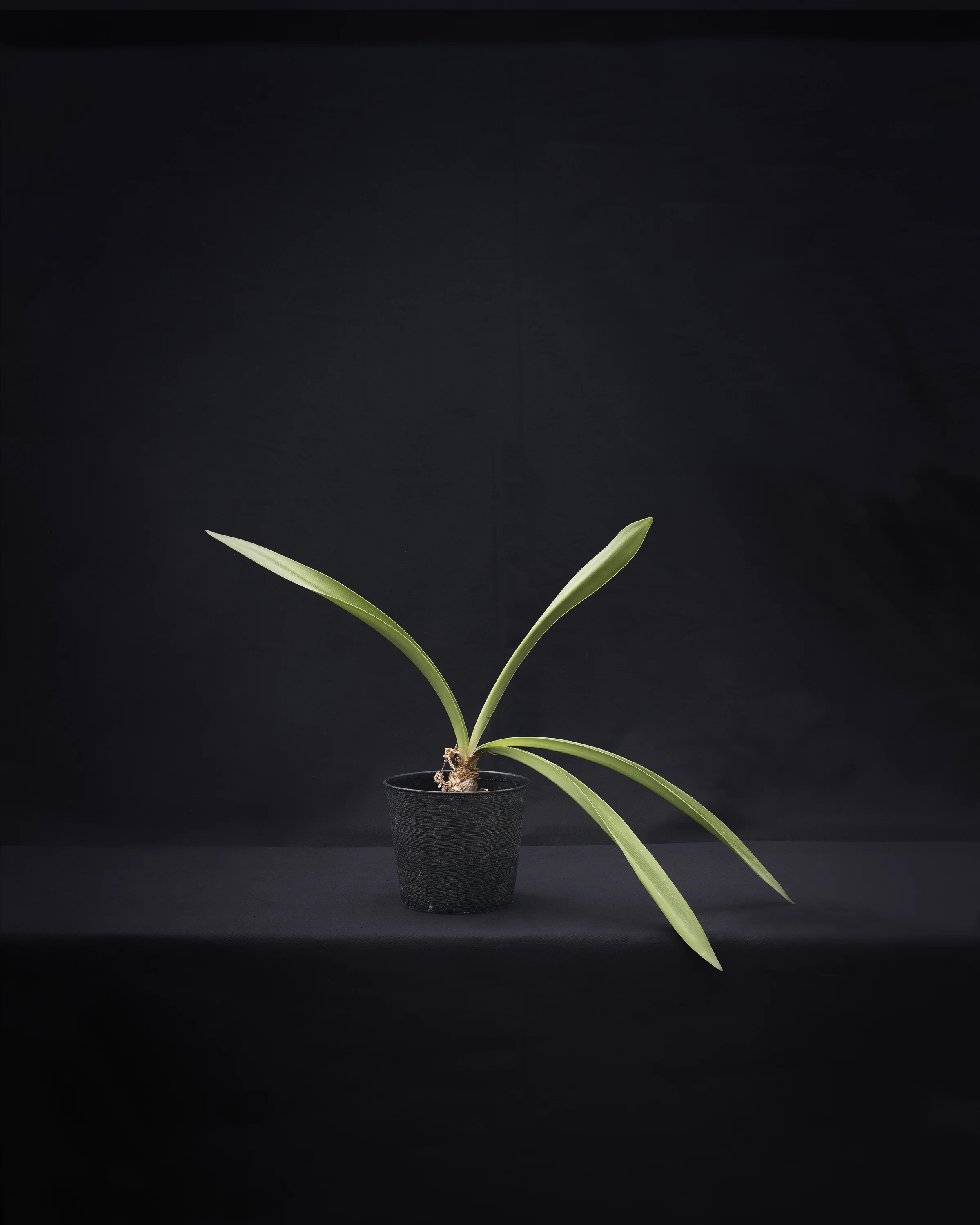 GROW, CG