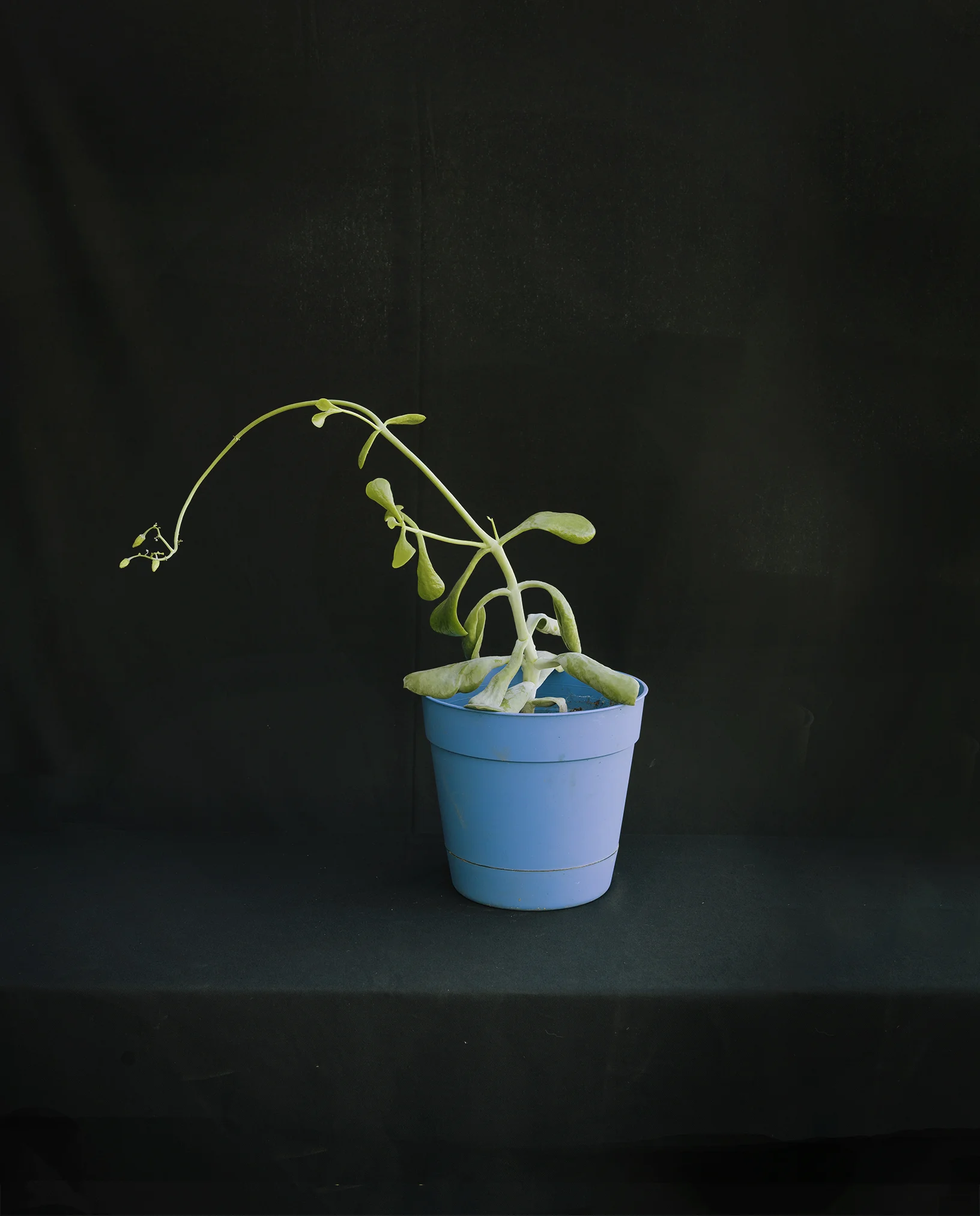 GROW, LM