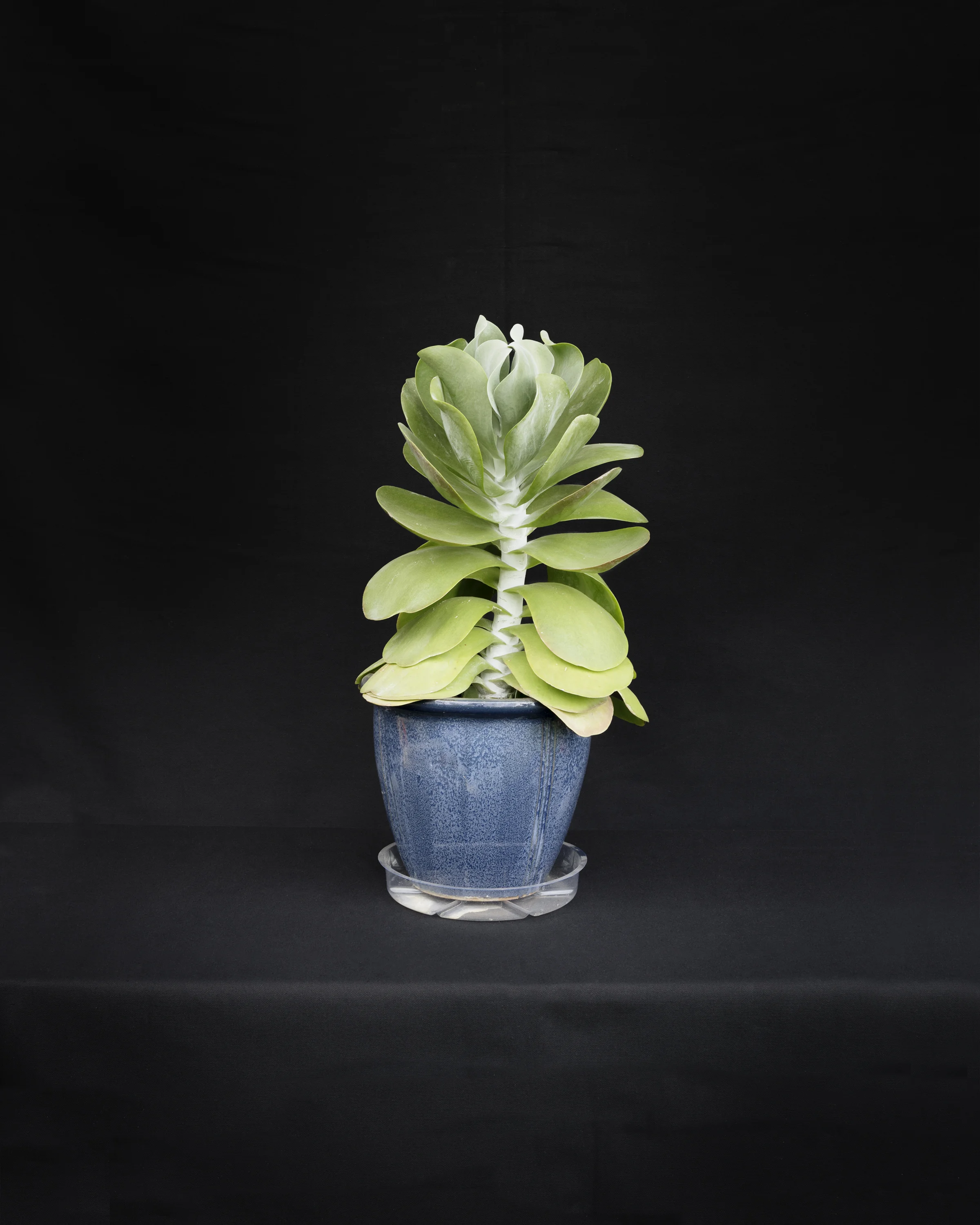 GROW, RB