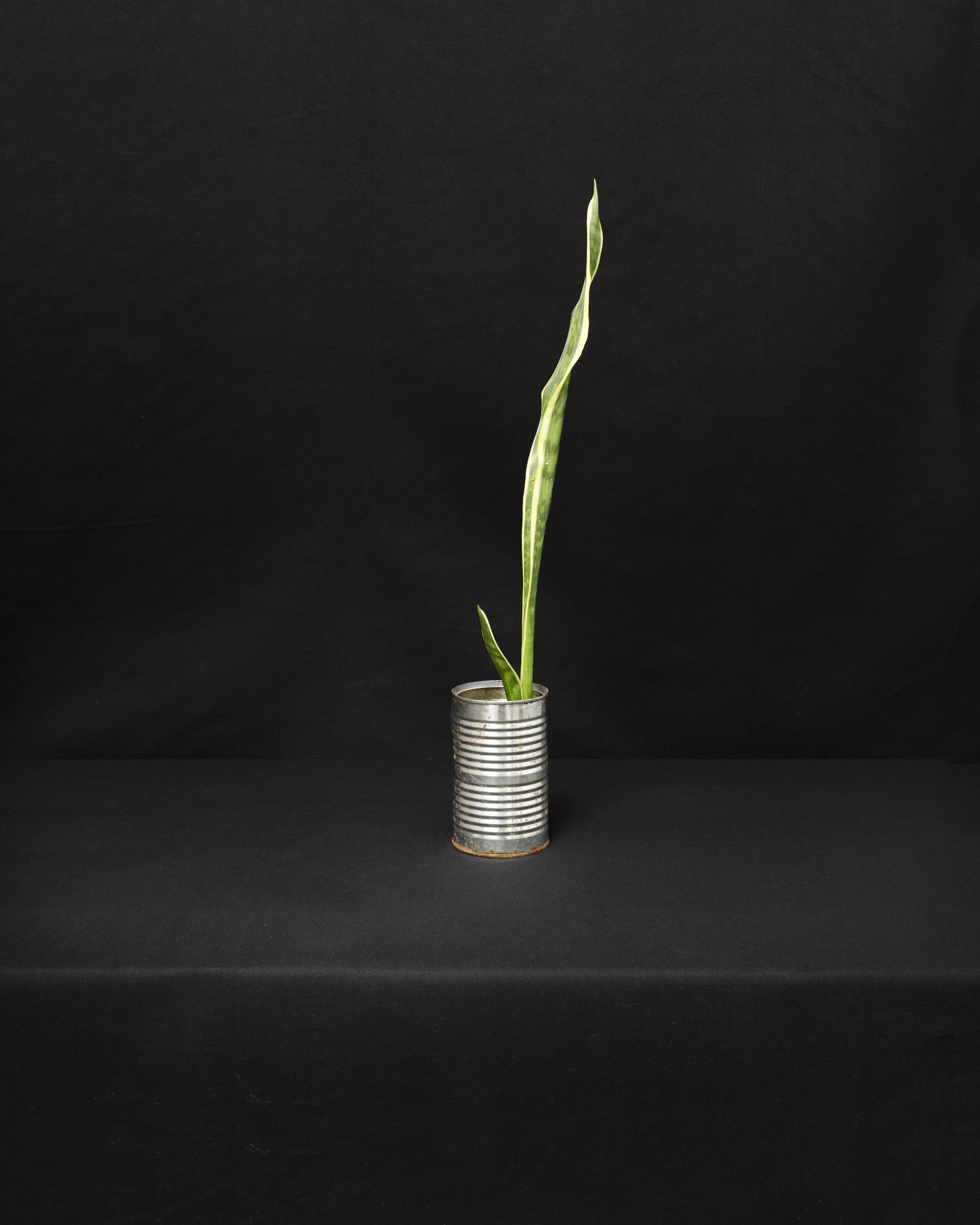 GROW, ZL