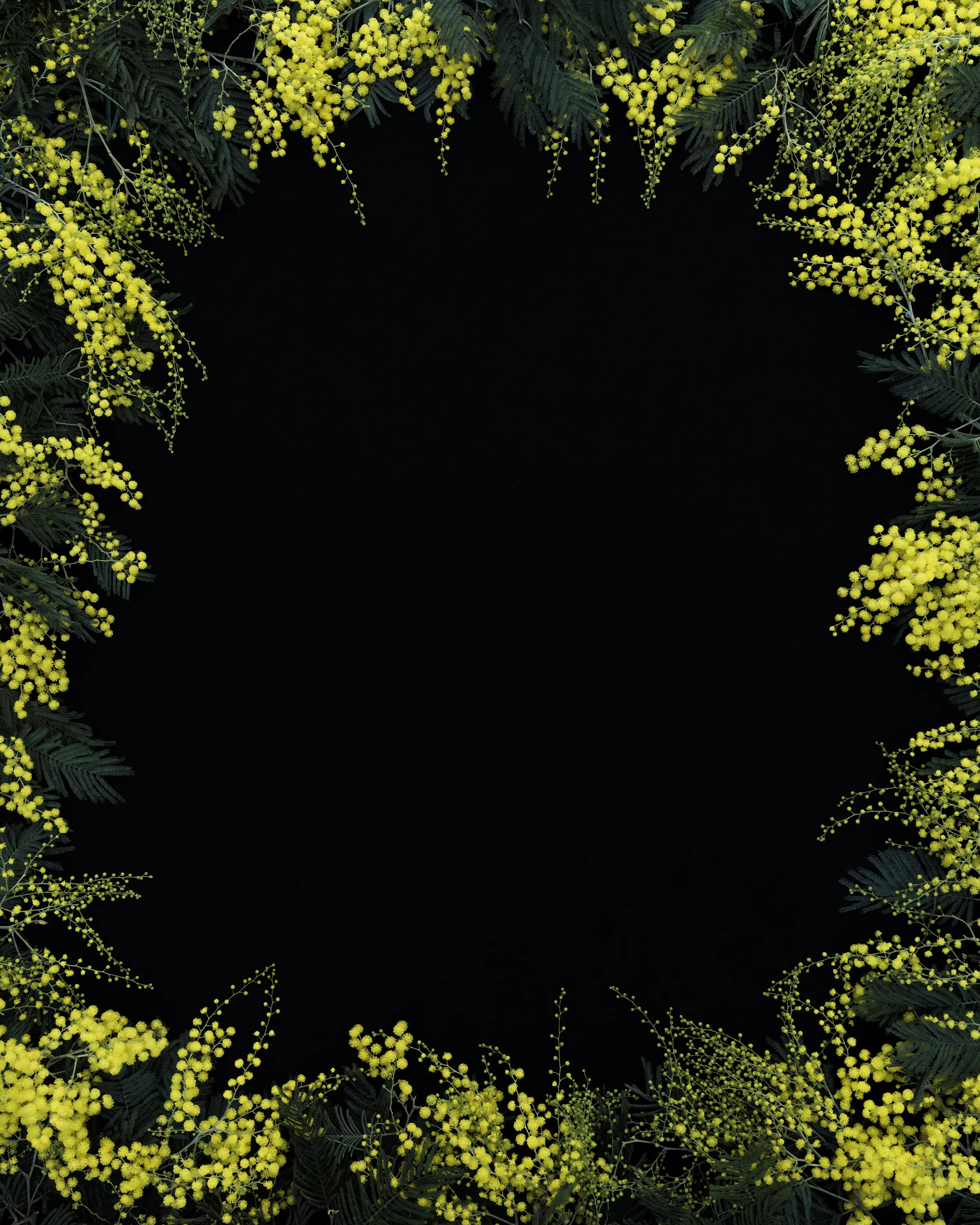Acacia Flowers