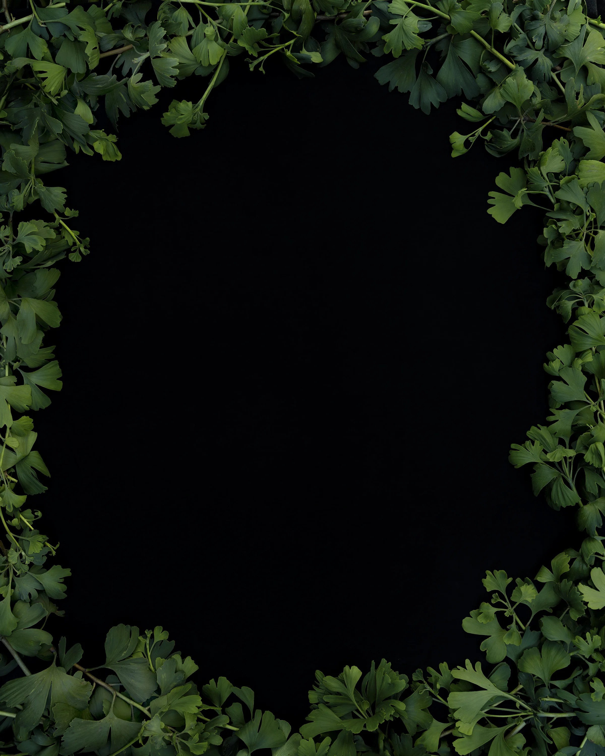 Ginkgo