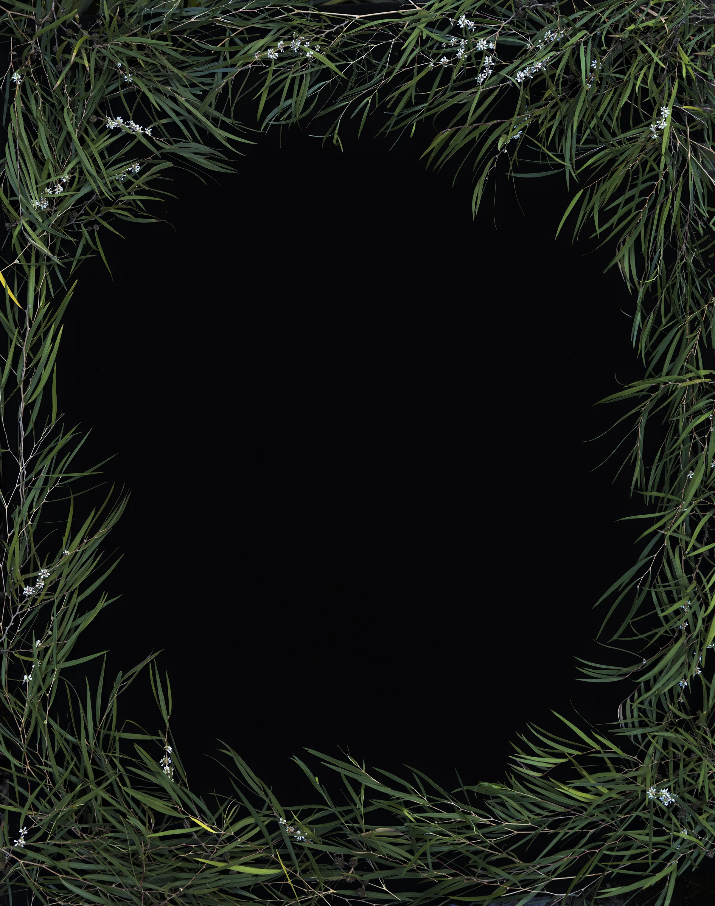 Peppermint Willow