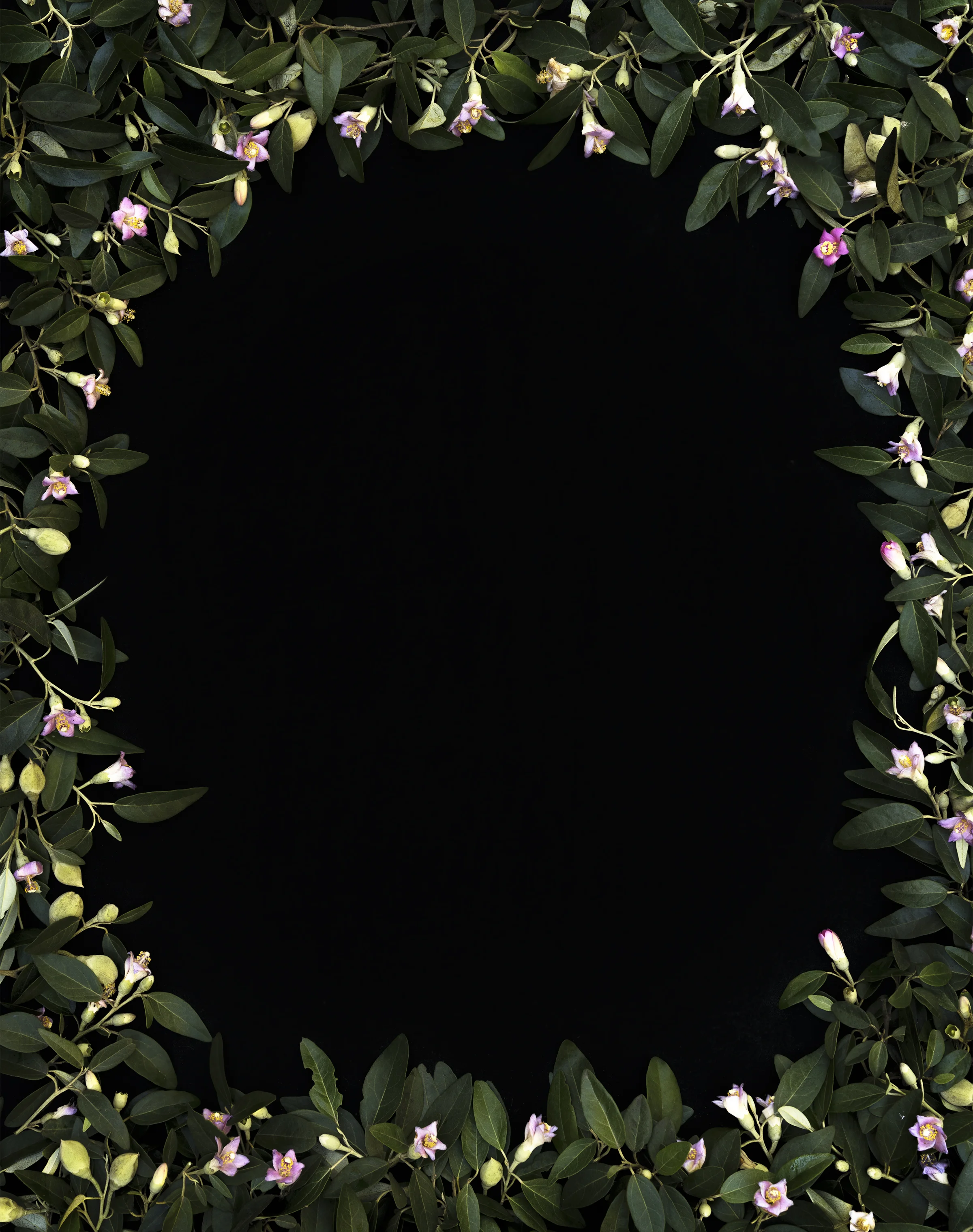 Primrose Tree
